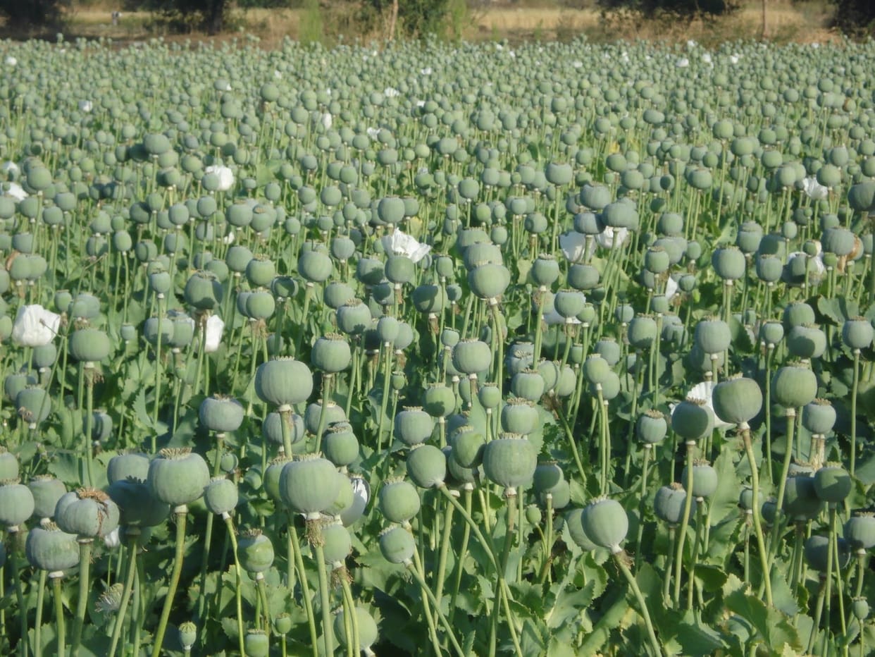 drugs seized near pakistan border in rajasthan