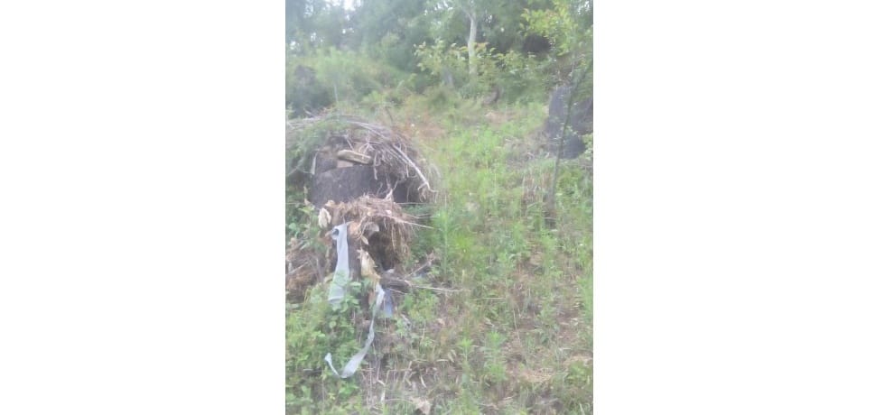 Report illegal tree felling in Mandi
