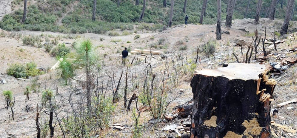 forest mafia in himachal