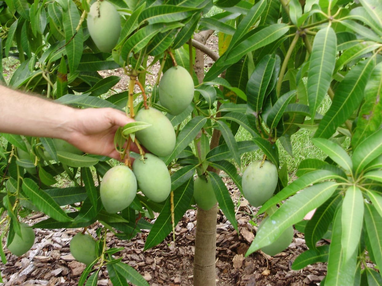 use israel resenovations technology for fruit garden