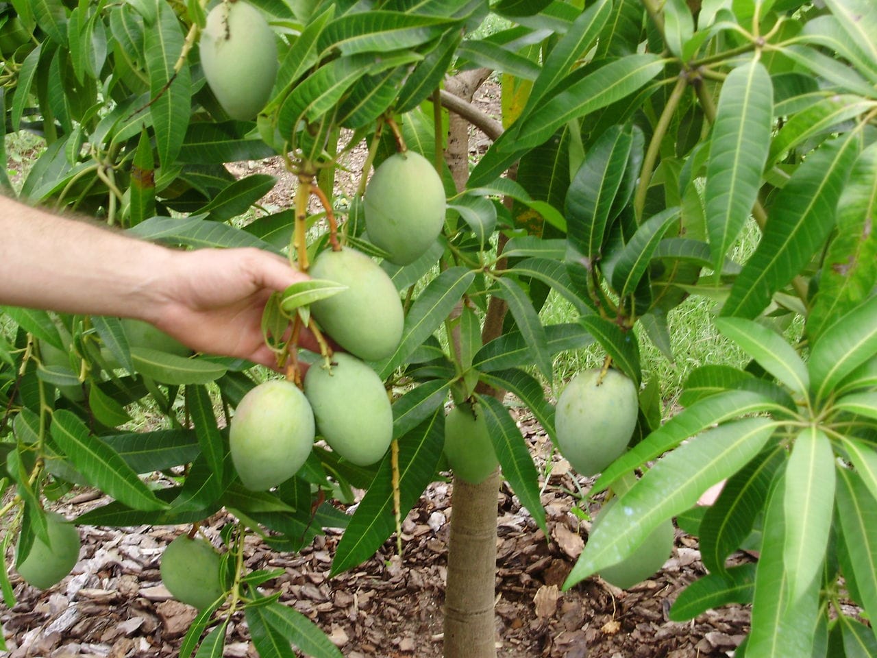 instead of throwing seeds after eating mango send to this delhi pilot, here is the reason