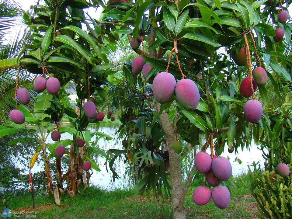 use israel resenovations technology for fruit garden