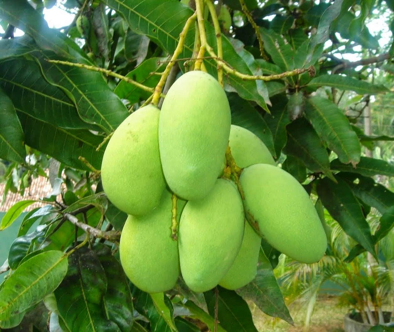 booking started for noorjahan mango price rs 500