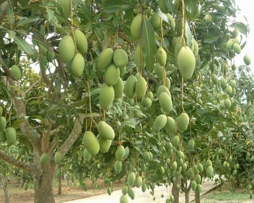 use israel resenovations technology for fruit garden