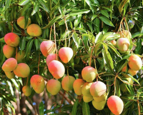 use israel resenovations technology for fruit garden