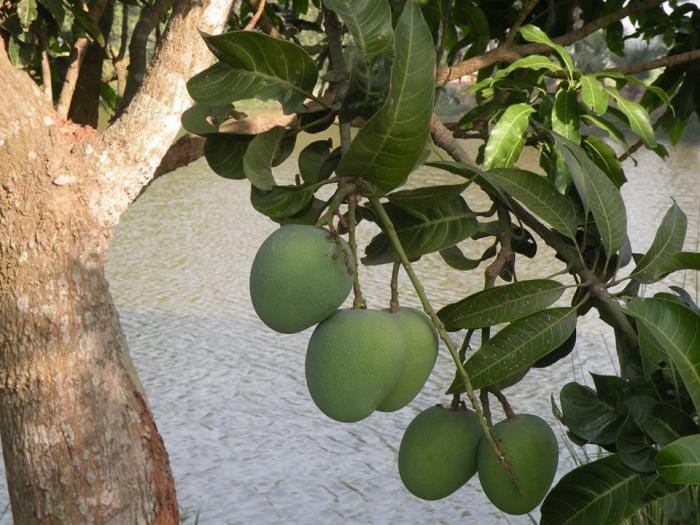 banarasi langra aam or mango get its name history