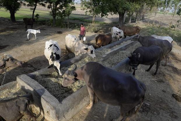 Meghalaya Assembly passes resolution against banning sale of cattle for slaughter