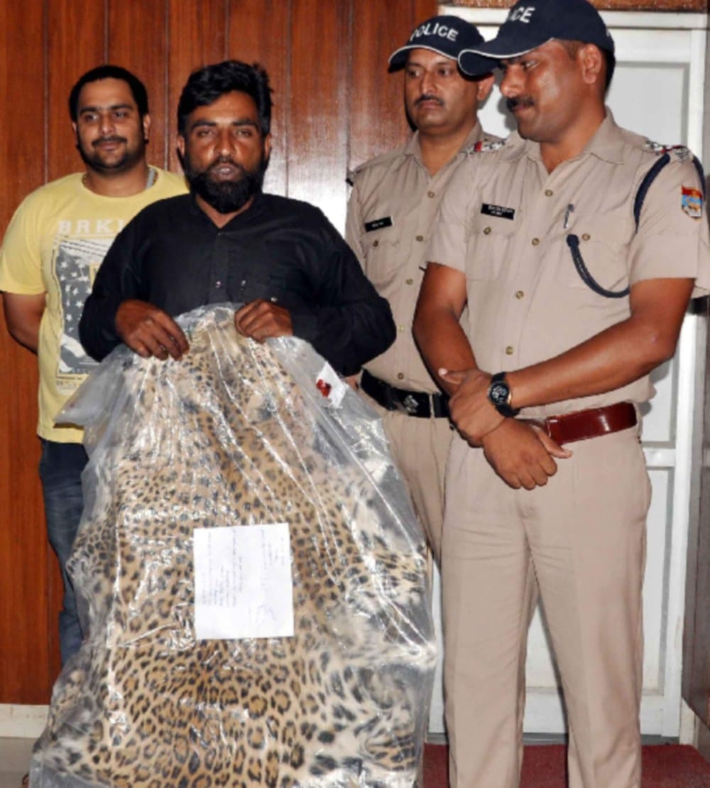 Wild animal smuggler arrested by dehradun police