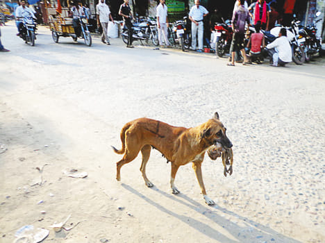 Ape child killed by stray dogs
