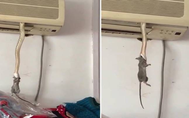Rat becomes snake's food after comes out of AC.