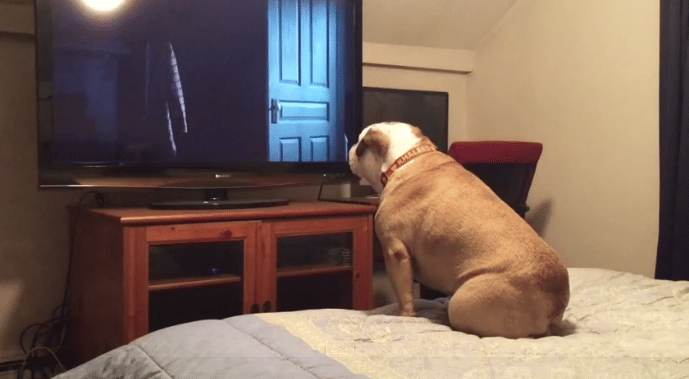 Bulldog Watches only Horror Movie