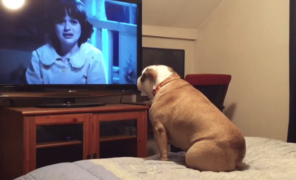 Bulldog Watches only Horror Movie