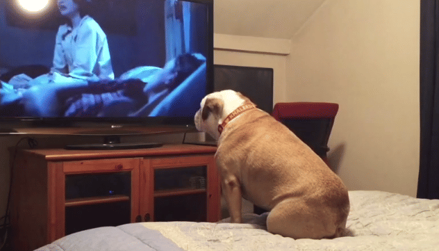 Bulldog Watches only Horror Movie