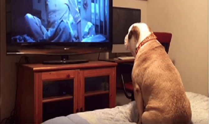 Bulldog Watches only Horror Movie