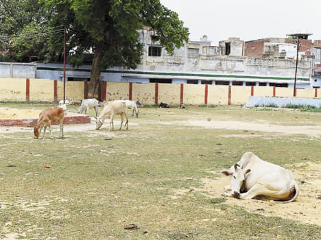 After cleaning, silent animals will be out of town