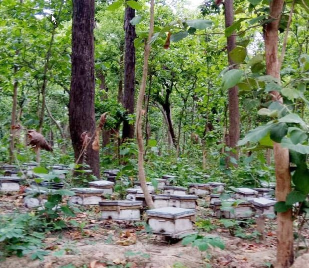 Honey was being stolen in the woods