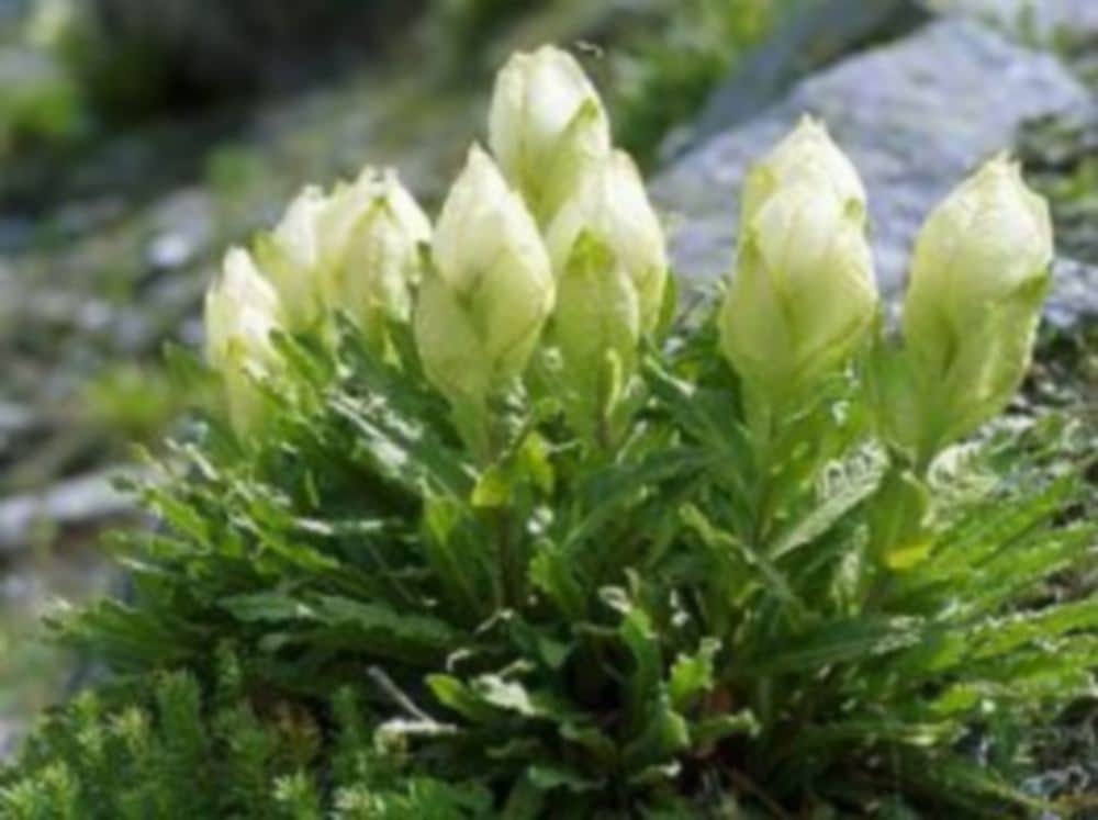 Miracle in Kedarnath Dham in june month