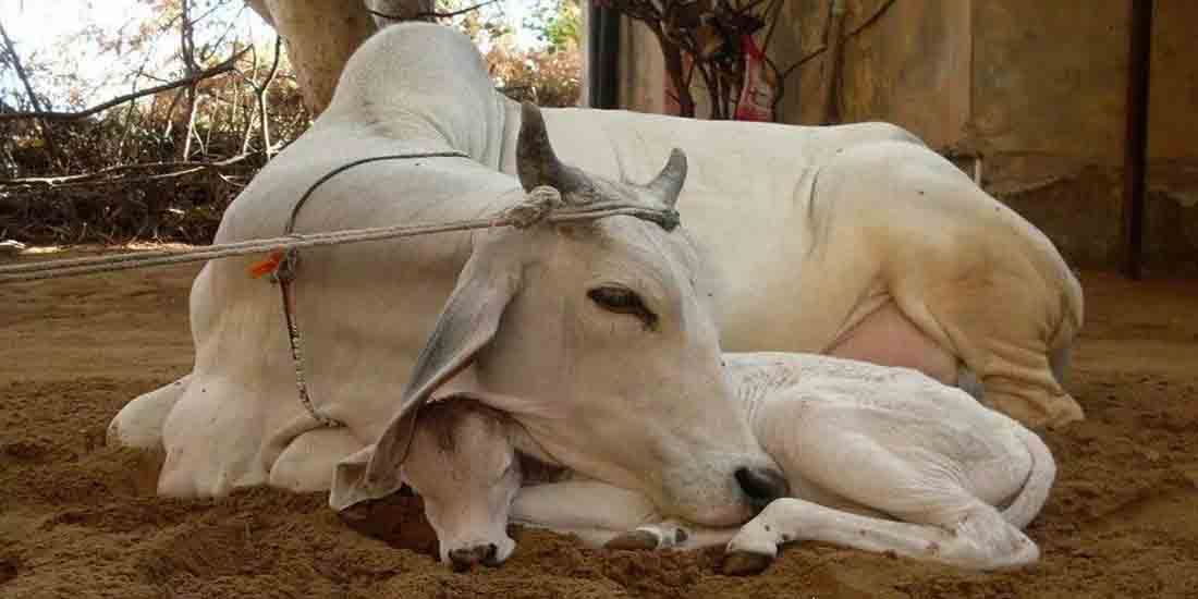 beaten due to oppose the beat of cow 