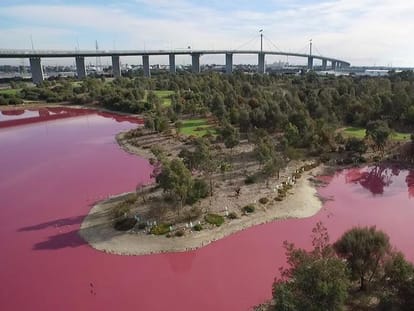  lake in Australia turns in pink color by a natural process