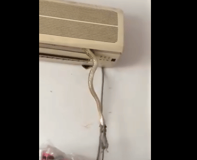 Rat becomes snake's food after comes out of AC.