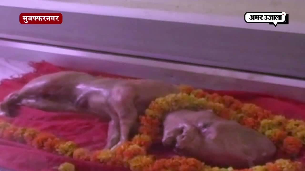 मुजफ्फरनगर बछड़ा