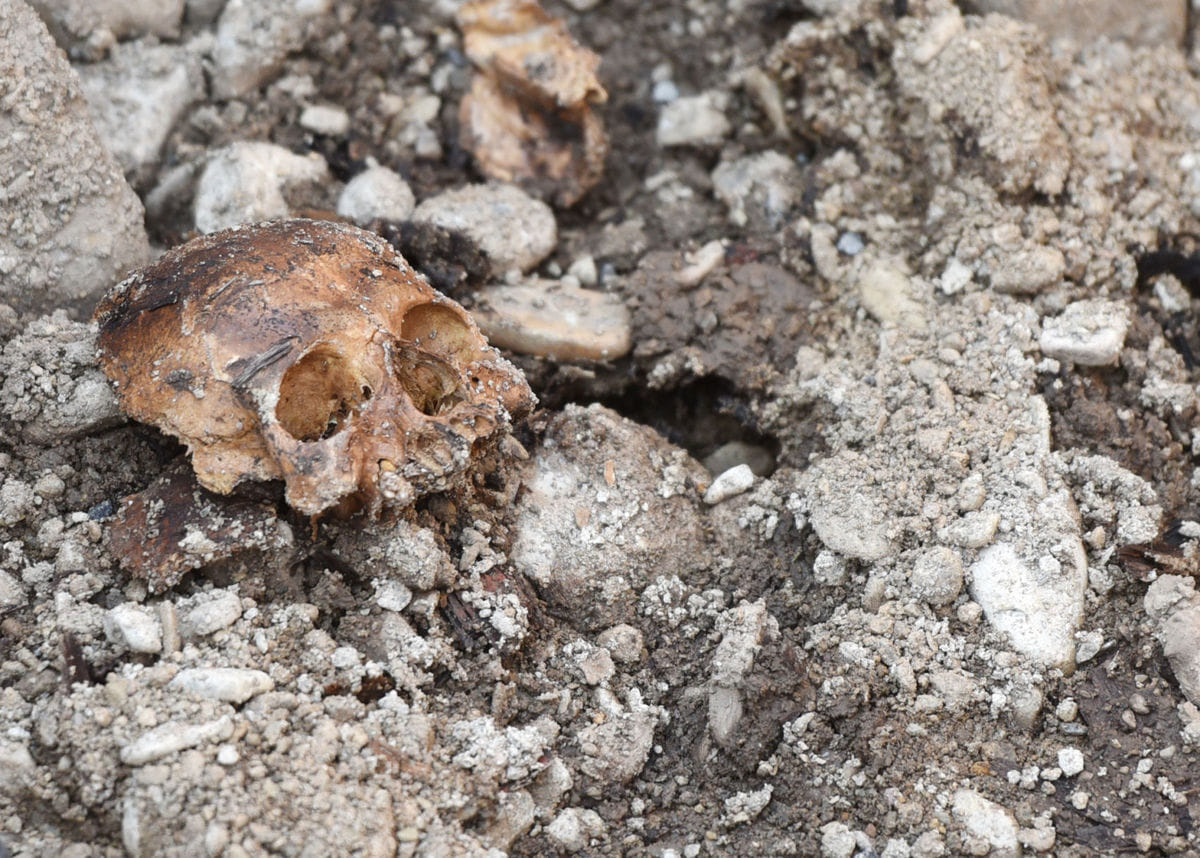  skull during excavation will changes the human evolution