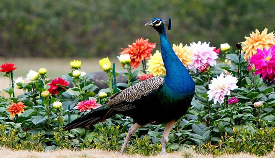 National bird's death due to current