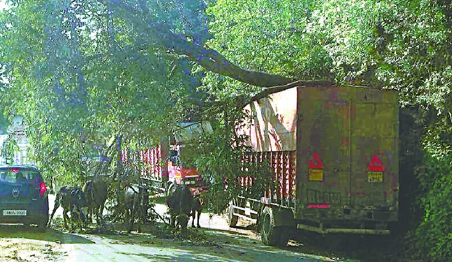 Trees fell on the street standing on the street