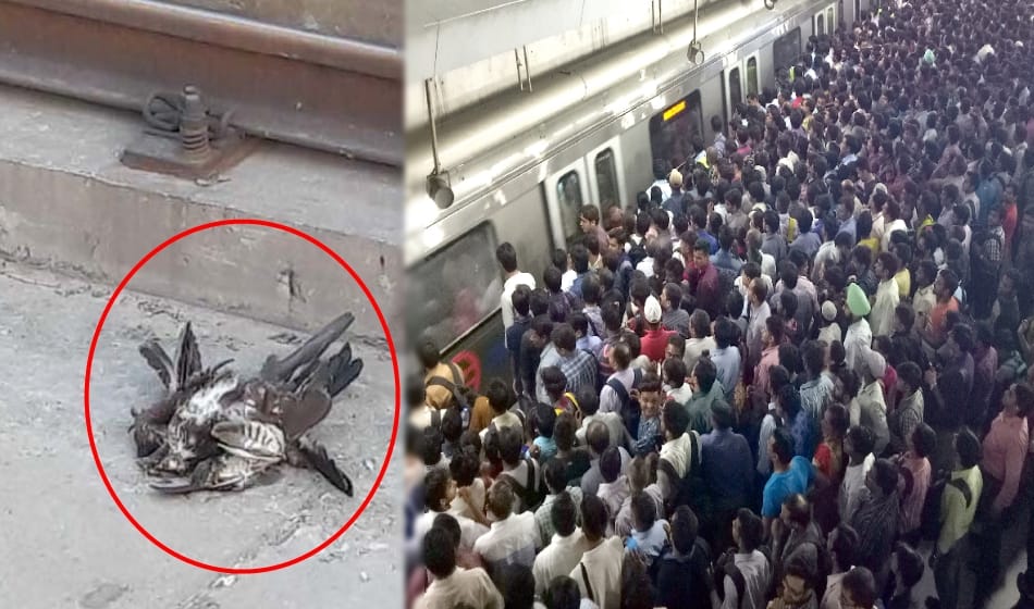 an eagle stopped delhi metro service for three hours on 13 june evening
