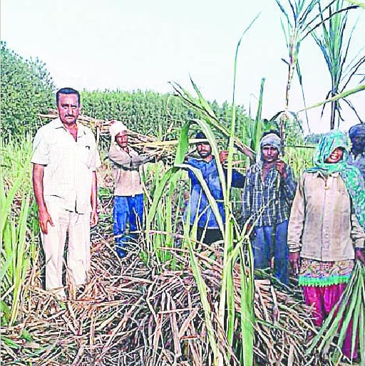 Sugarcane is sold at Rs. 500 a quintal