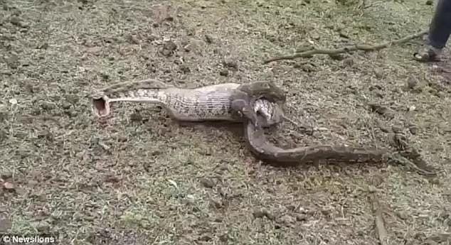 Python vomits an entire deer