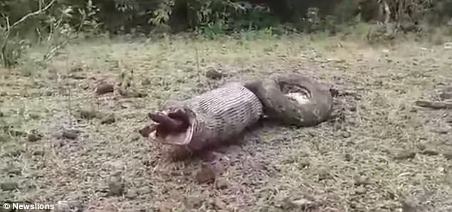 Python vomits an entire deer