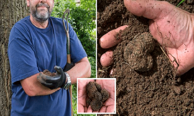 Gardener unearths stash of 'black gold' beneath an oak tree