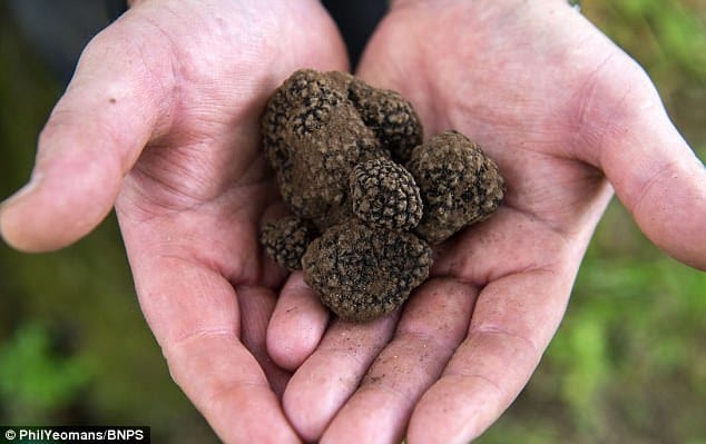 Gardener unearths stash of 'black gold' beneath an oak tree