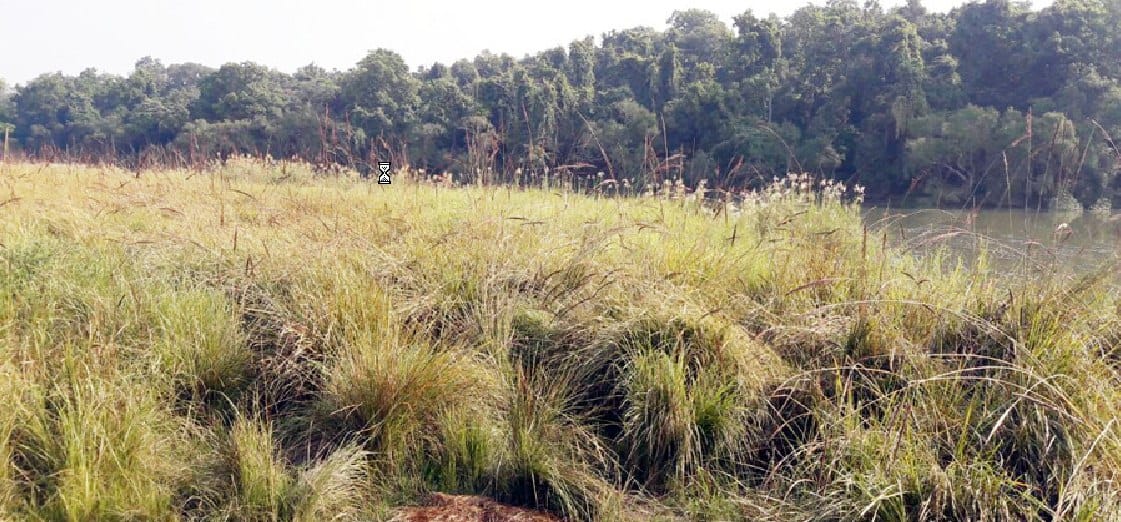 Door of Dudhwa National Park closed for tourists