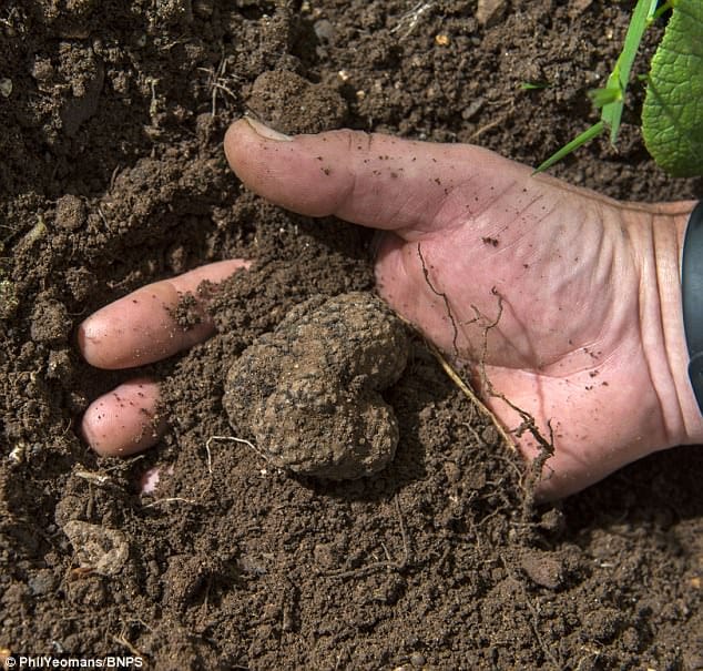 Gardener unearths stash of 'black gold' beneath an oak tree