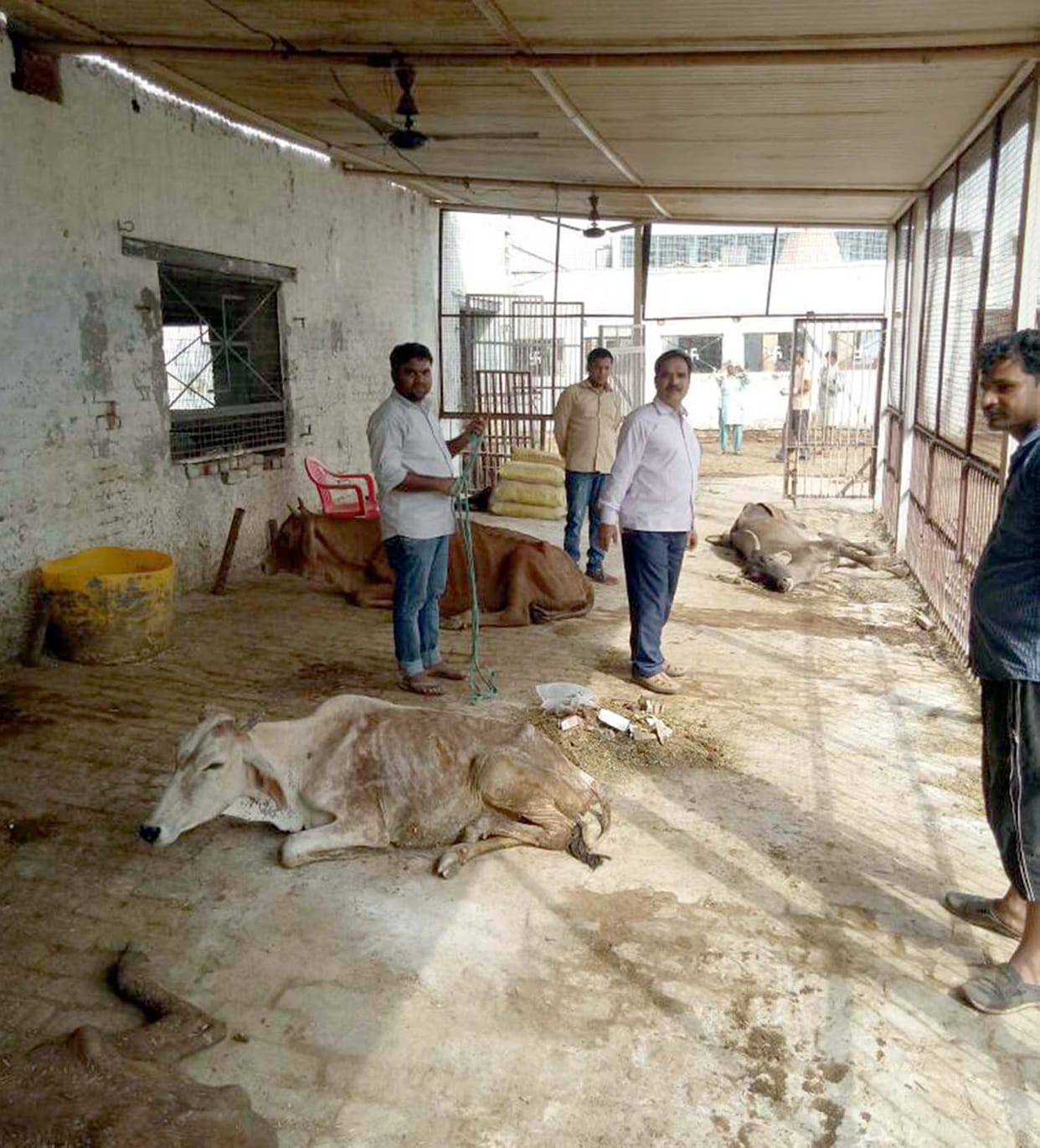 Not suitable system in Cowshed.