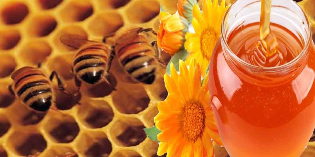 bee honey mission story