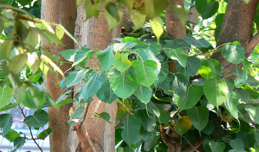 do not go near peepal tree or Sacred fig at this time