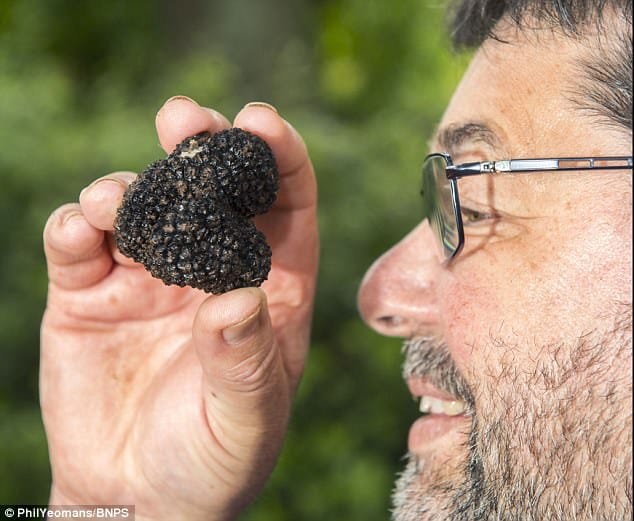 Gardener unearths stash of 'black gold' beneath an oak tree