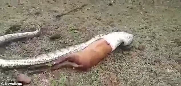 Python vomits an entire deer