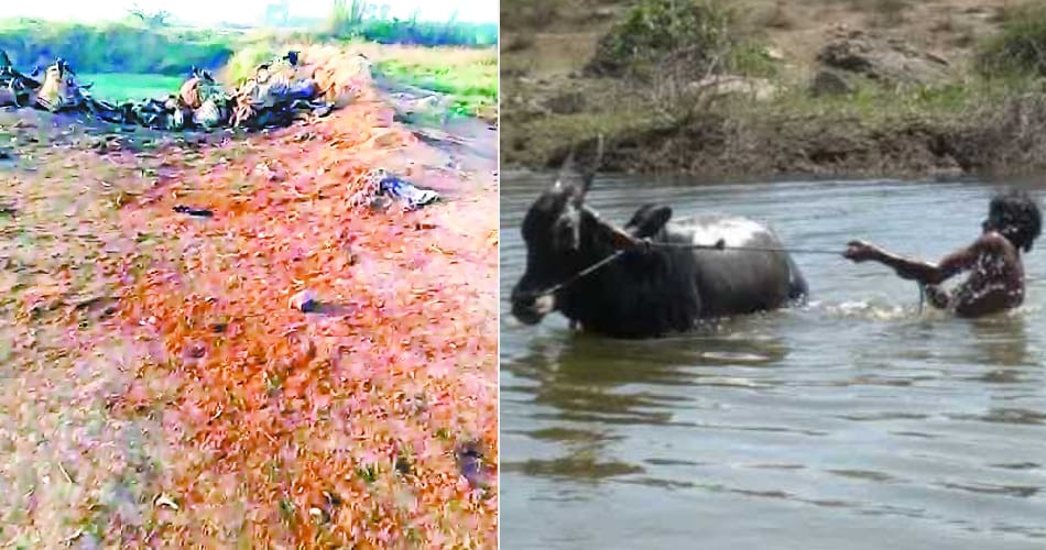 water pollution, blood of animals in mewat village drinking water