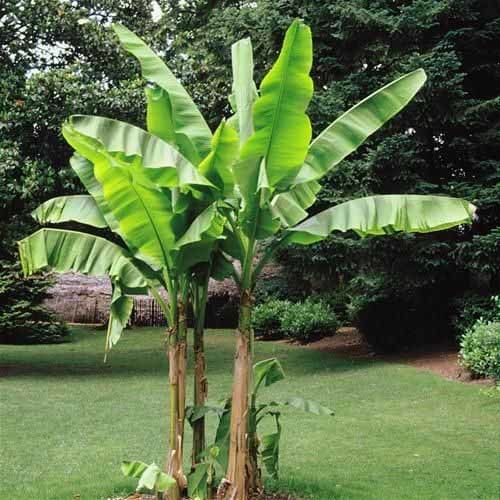 तुलसी के पौधे के पास लगाएं ये पेड़, पैसों की होगी बरसात Banana Tree Planted Near Basil Plant