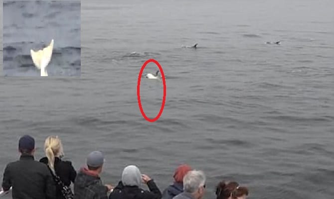 rare baby albino dolphin appears as mermaids 