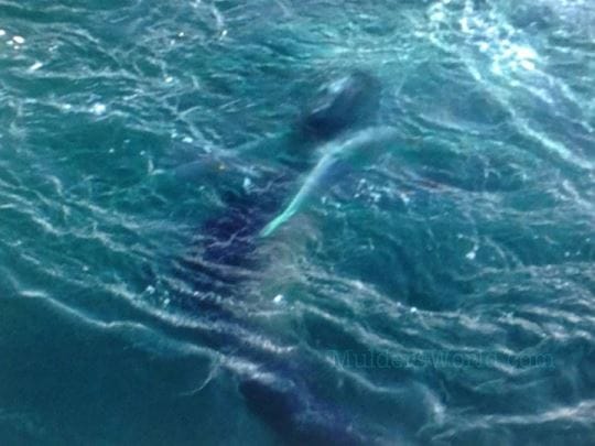 rare baby albino dolphin appears as mermaids 