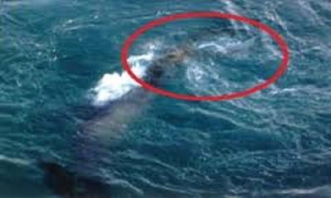 rare baby albino dolphin appears as mermaids 