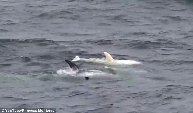 rare baby albino dolphin appears as mermaids 