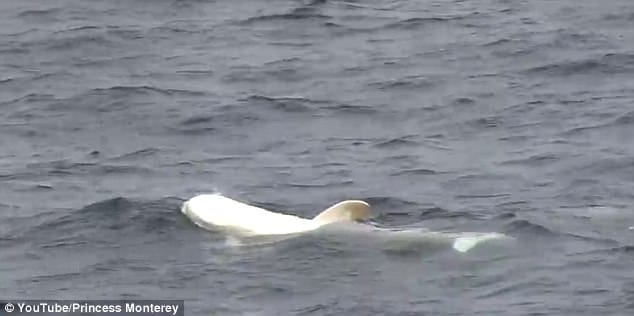 rare baby albino dolphin appears as mermaids 