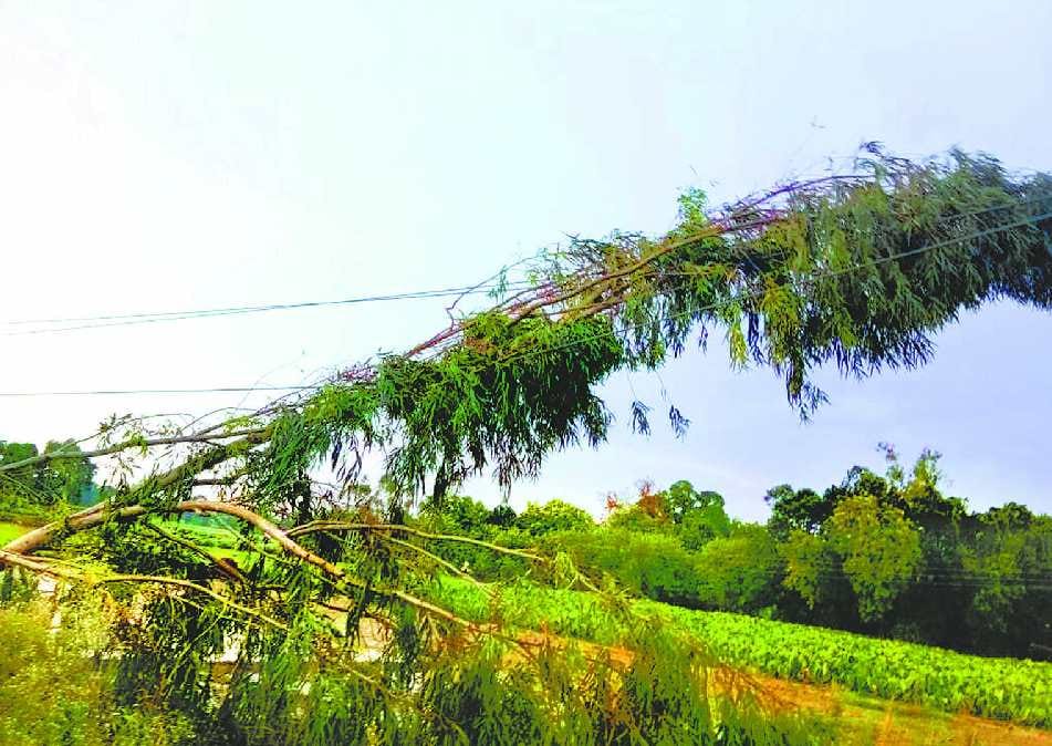 Hundreds of poles fall, 200 villages without electricity