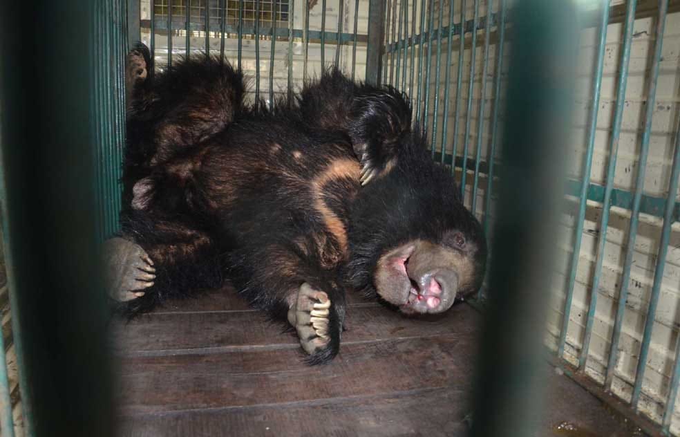 bear reach mirzapur village after roamed from forest